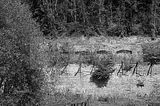 burnt down house 1_017